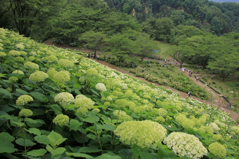 công viên Ajisai nổi tiếng về hoa cẩm tú cầu